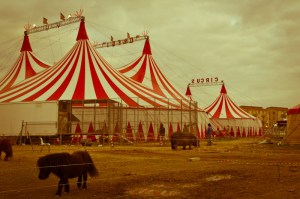 Marilena Ginevra Riello - Circo