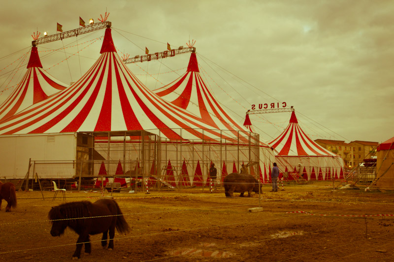 Marilena Ginevra Riello - Circo