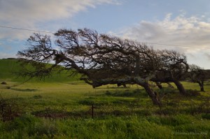 Whitewake e i sette omini della miniera