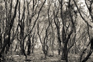 Alla ricerca dell'epicentro nuragico - Muncadora la Ninja