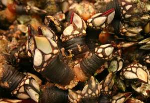Percebes