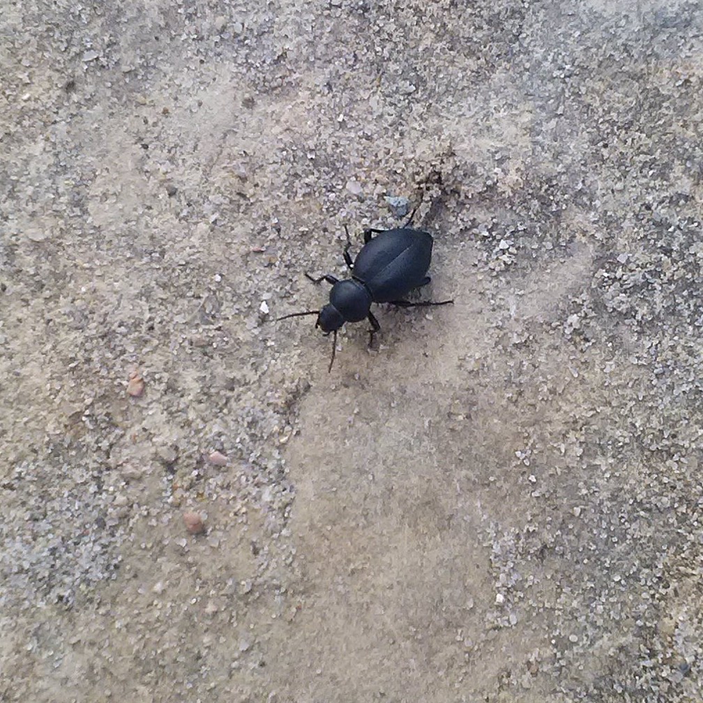 Bithia - Invasioni digitali