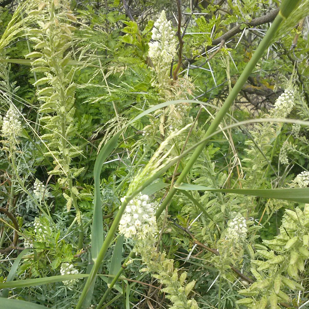 Bithia - Invasioni digitali