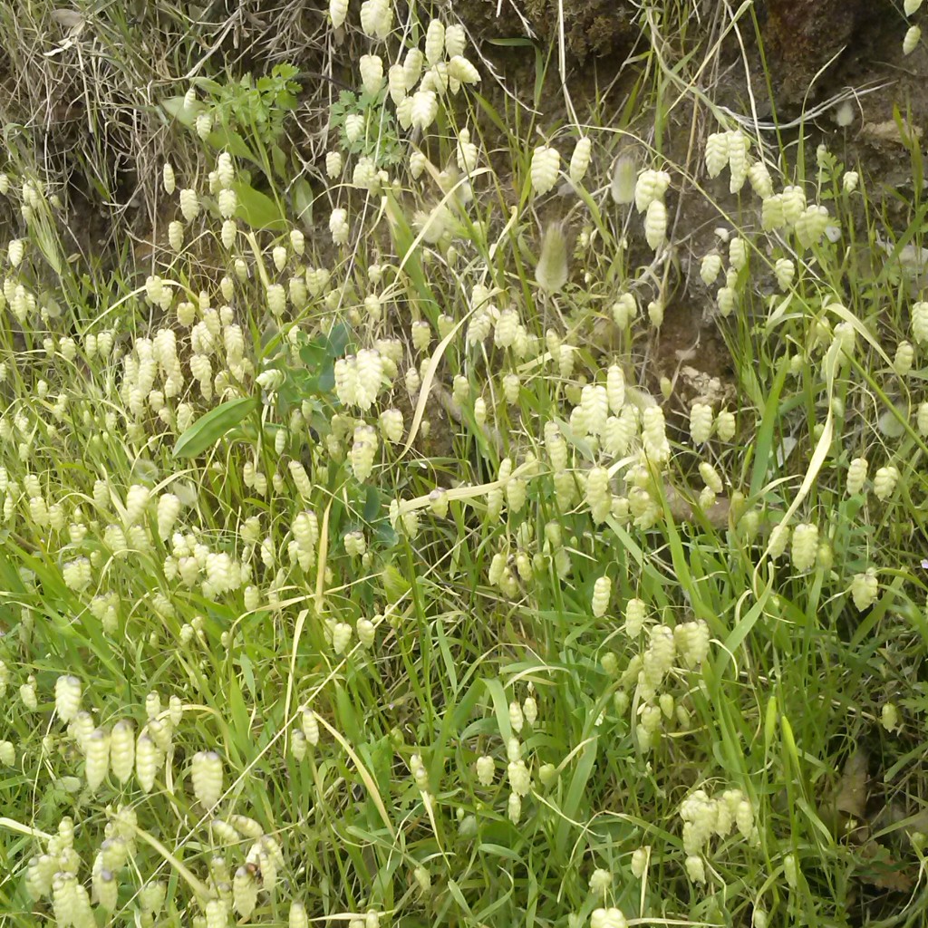 Bithia - Invasioni digitali