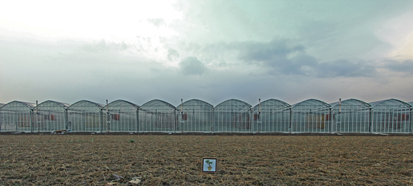 ECOMasse - Progetto "Albero in città"