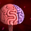 Brain divided