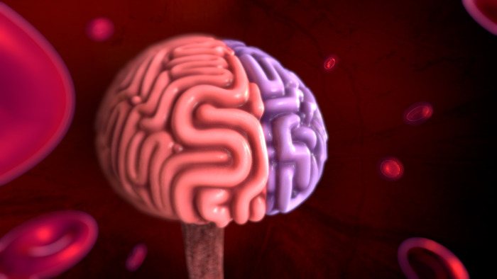Brain divided