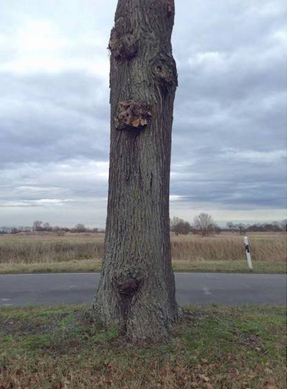 Daniel Siering e Mario Shu