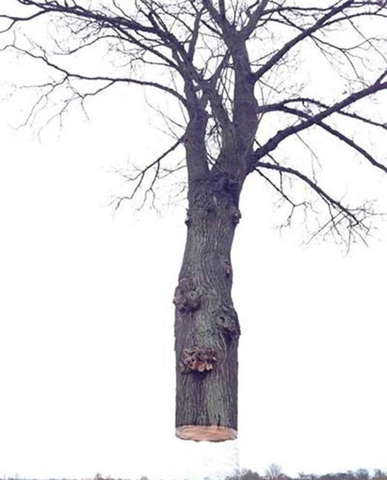 Daniel Siering e Mario Shu