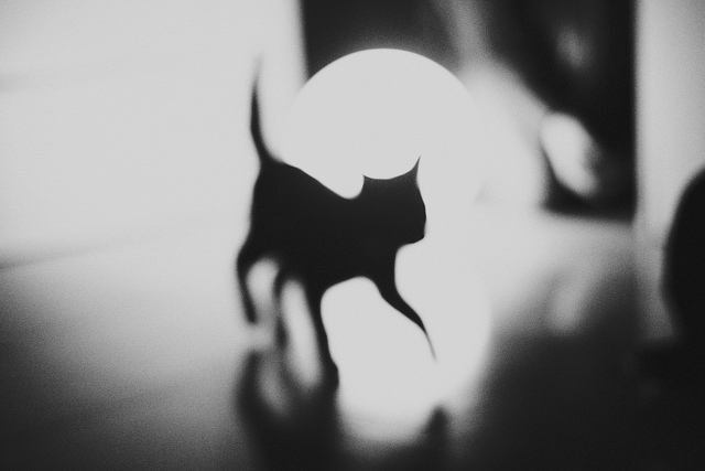 Silvia Grav