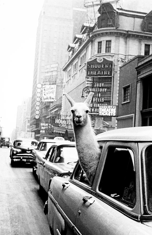 Un lama in Times Square, 1957