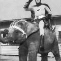 Batman a cavallo di un elefante, c. 1967