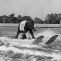 Elefante che fa sci d’acqua, 1950