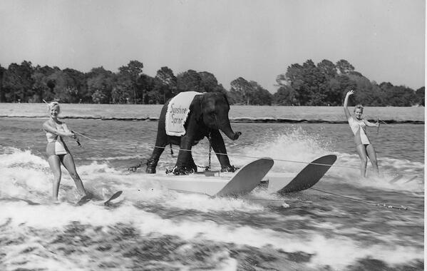 Elefante che fa sci d'acqua, 1950