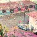 Pioggia di fiori in Costa Rica