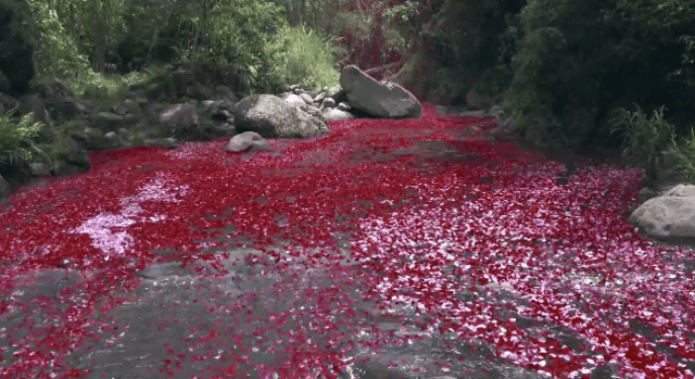 Pioggia di fiori in Costa Rica
