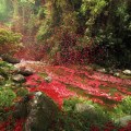 Pioggia di fiori in Costa Rica