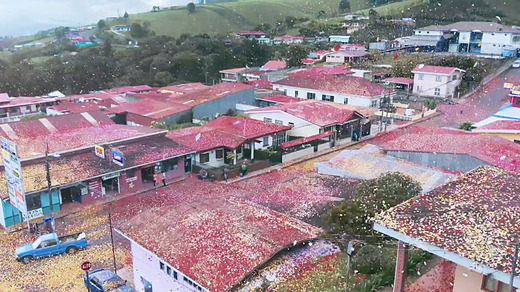 Pioggia di fiori in Costa Rica