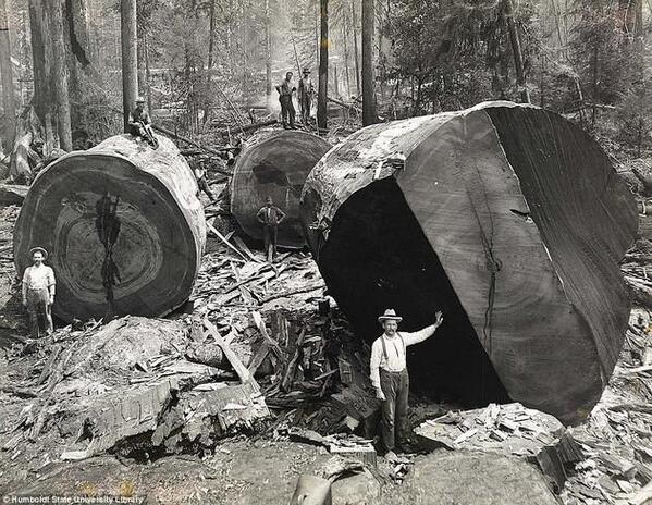 Taglialegna lavorano sul taglio degli alberi di sequoia in California