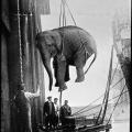 Il trasporto di un elefante da circo, 1930