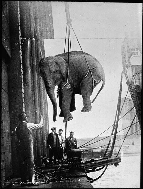 Il trasporto di un elefante da circo, 1930