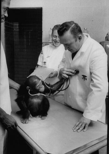 "Ham" fa un controllo prima di diventare il primo scimpanzè nello spazio il 31 gennaio 1961