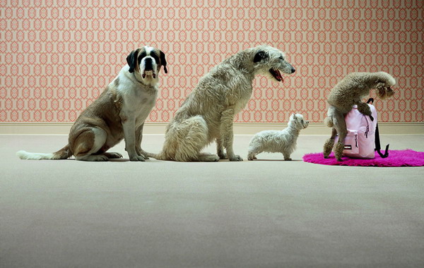 Scatto dell'artista belga Frank Uyttenhove