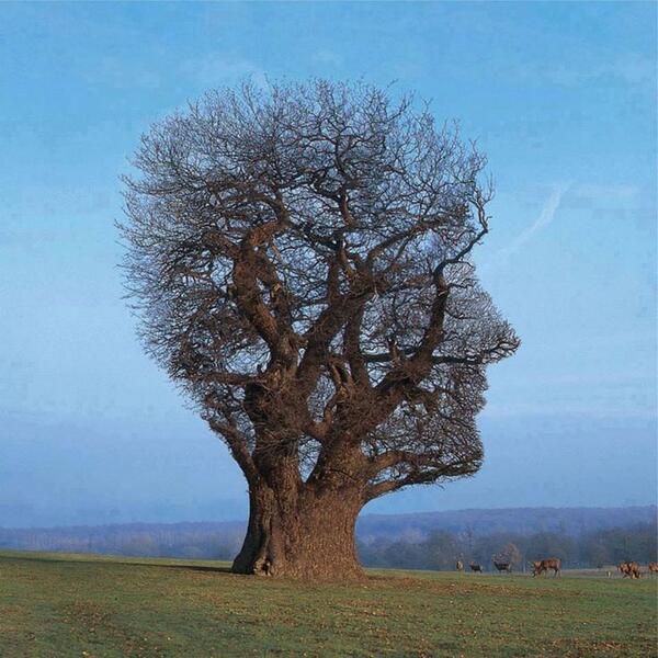 "Tree of Half Life" del fotografo inglese Storm Thorgerson