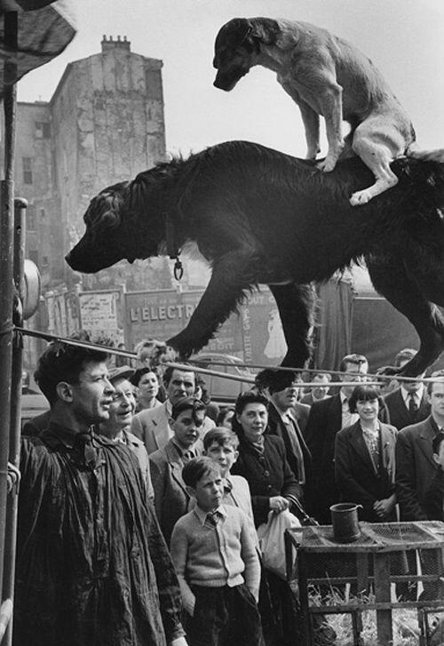 “Due cani acrobati” Parigi, Francia, 1953. Foto di Marc Riboud
