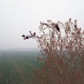 Li Wei