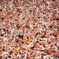 Spencer Tunick
