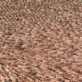 Spencer Tunick