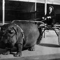 L’ippopotamo del Barnum Bailey Circus, 1924