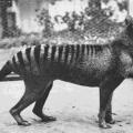 L’ultima tigre della Tasmania fotografata nel 1933. Questa specie è ormai estinta