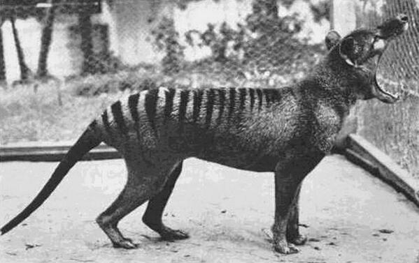 L'ultima tigre della Tasmania fotografata nel 1933. Questa specie è ormai estinta