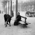 Una vecchia donna che fuggì la zona di guerra con la sua mucca, siede su una panchina in Amiens, Francia, 28 marzo 1918