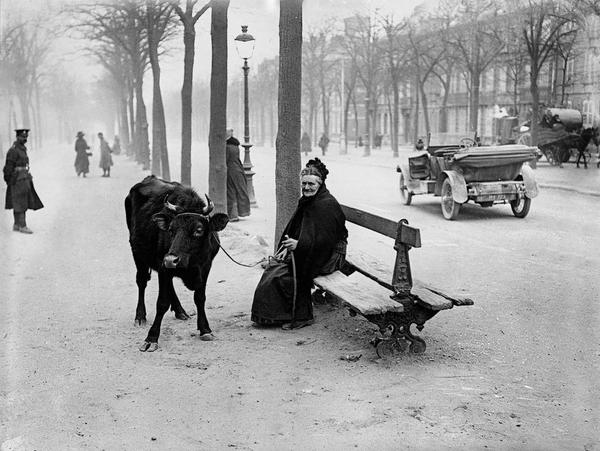 Una vecchia donna che fuggì la zona di guerra con la sua mucca, siede su una panchina in Amiens, Francia, 28 marzo 1918