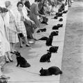 Audizioni per la parte di un gatto nero, Hollywood 1961
