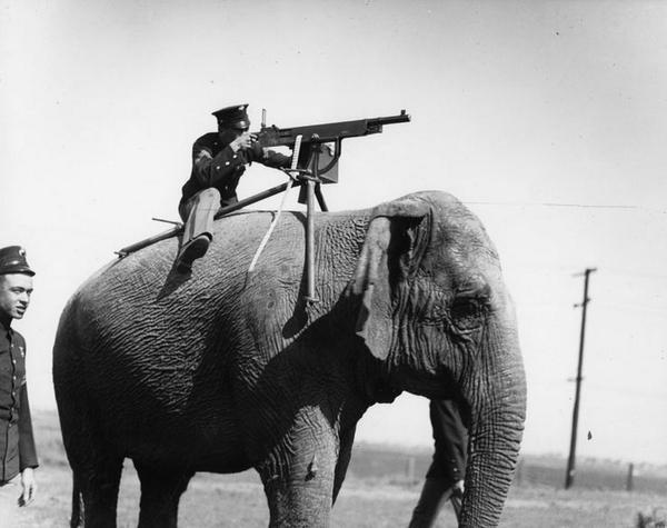 Elefante usato come porta mitragliatrice nella Prima Guerra Mondiale