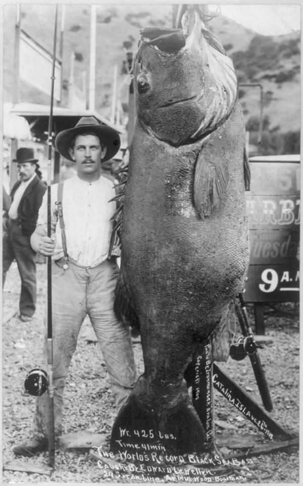 Il pesce più grande del mondo pescato a canna. Edward Llewellen nel 1903
