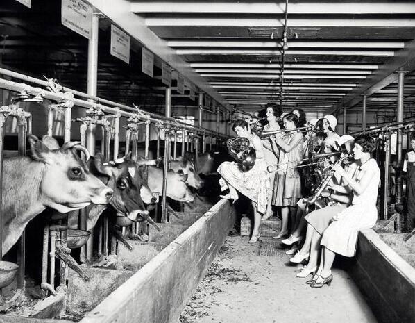 Una banda musicale fa la serenata alle mucche per verificare scientificamente se la musica influenza la quantità di latte, 1930