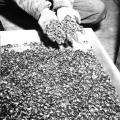 Anelli di nozze confiscati a Buchenwald, Seconda Guerra Mondiale