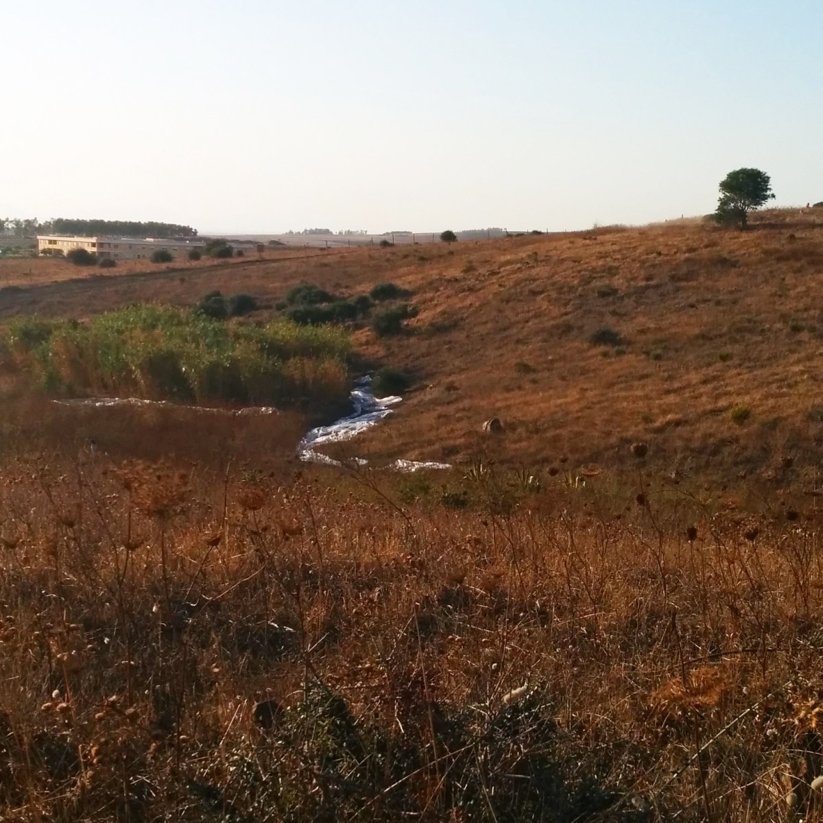 Campidarte - Opera di Cedric Dasesson