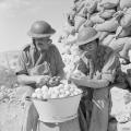 Soldati che indossano maschere antigas per pelare cipolle a Tobruk, ottobre 1941