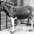 L’unica fotografia di un Quagga nel 1870. Questa specie è ormai estinta.