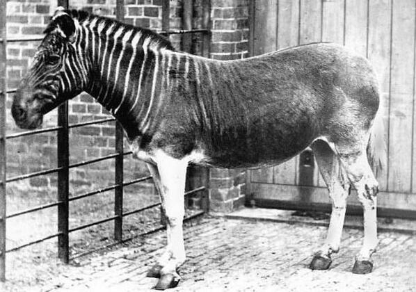 L'unica fotografia di un Quagga nel 1870. Questa specie è ormai estinta.