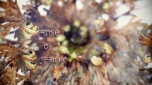 Sean Steininger - Rosa di Gerico (timelapse)