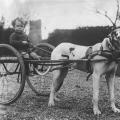 Dog chariot, c. 1930s