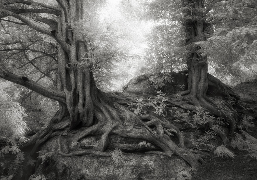 Beth Moon