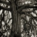 Beth Moon
